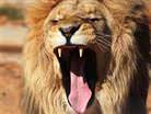 Aslan, evinde oturan kad�n� yedi