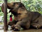 May�nlar�n son kurban�