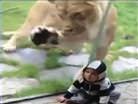 �ocu�u zebra sand�, sald�rd�