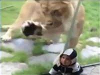 Çocuğu zebra sandı, saldırdı