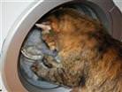 7 canl� kedi!