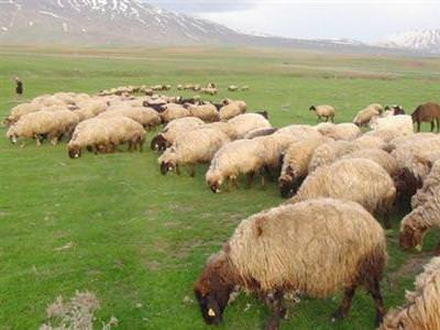 2 bin 500 TL maa�la �oban bulam�yorlar!