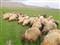 2 bin 500 TL maa�la �oban bulam�yorlar!