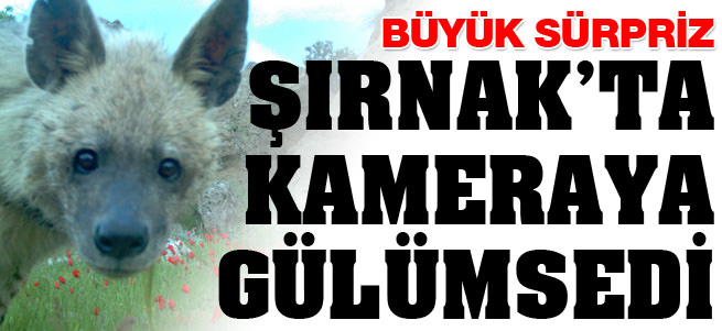 ��rnak'ta �izgili s�rtlan g�r�nt�lendi