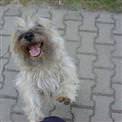 Mutlu k�pekler