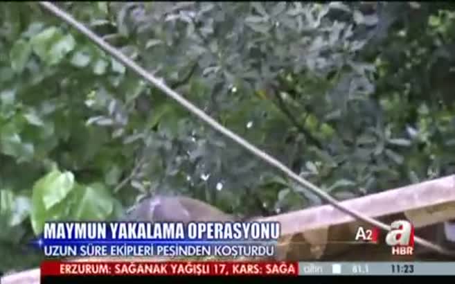 �stanbul'da maymun yakalama operasyonu