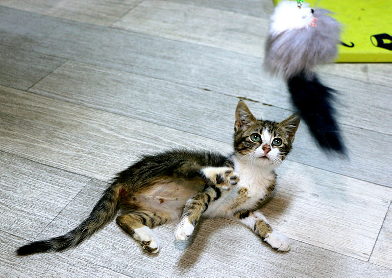 Cats pampered at five-star cat hotel in Turkey