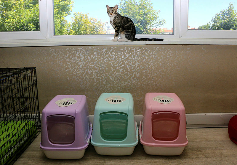 Cats pampered at five-star cat hotel in Turkey