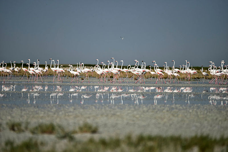 Turkeys Salt Lake welcomes thousands of flamingo chicks