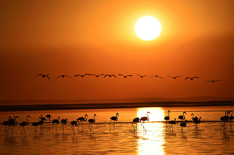 Turkeys Salt Lake welcomes thousands of flamingo chicks