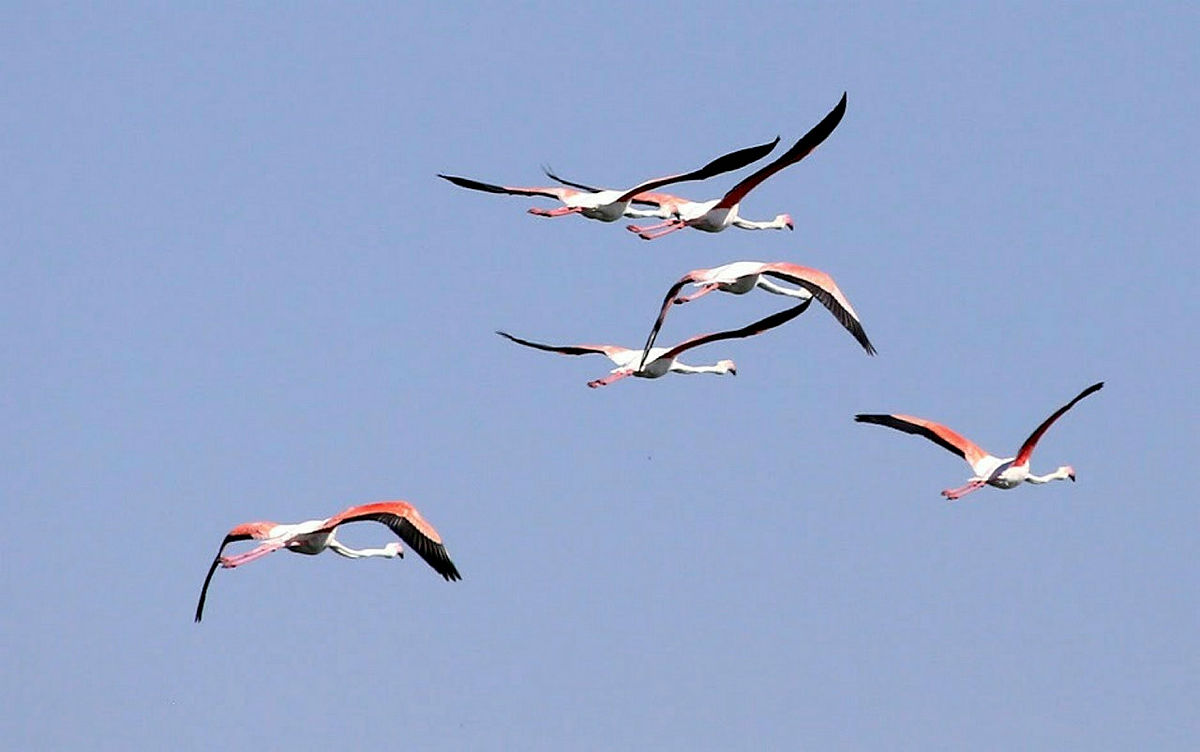 Flamingos offer a dazzling visual feast in Acıgöl lake located in Turkeys Afyonkarahisar