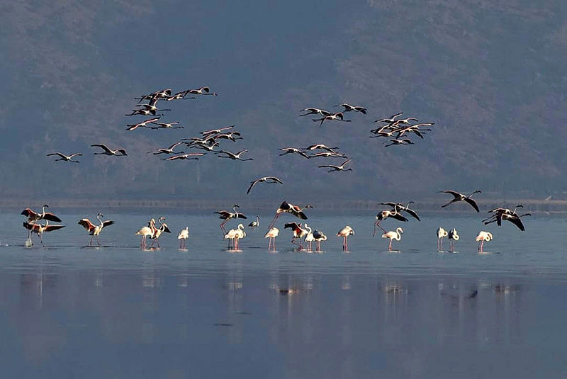 Flamingos offer a dazzling visual feast in Acıgöl lake located in Turkeys Afyonkarahisar