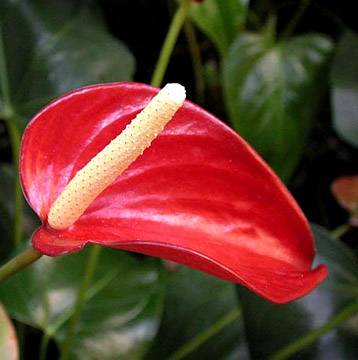 anthurium_flamingo_cicegi4_copy_d.jpg