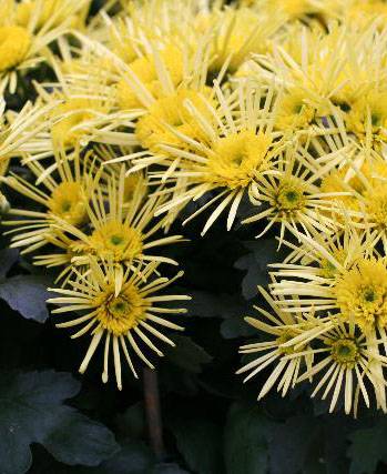 chrysanthemum_x_morifolium_copy_d.jpg