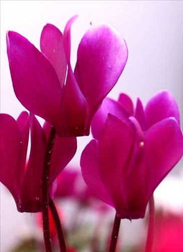 cyclamen_persicum_copy_d.jpg