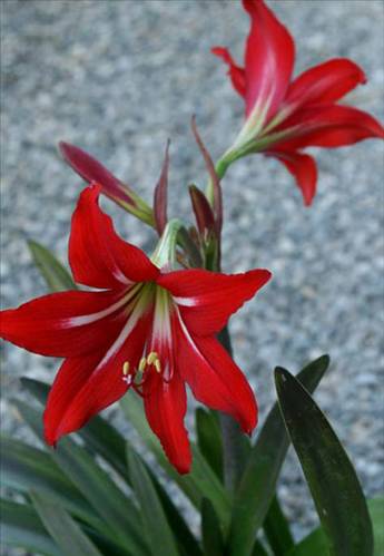 hippeastrum_johnsonii2_copy_d.jpg