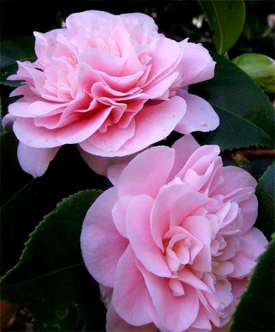 pinkflowercamellia_copy_d.jpg