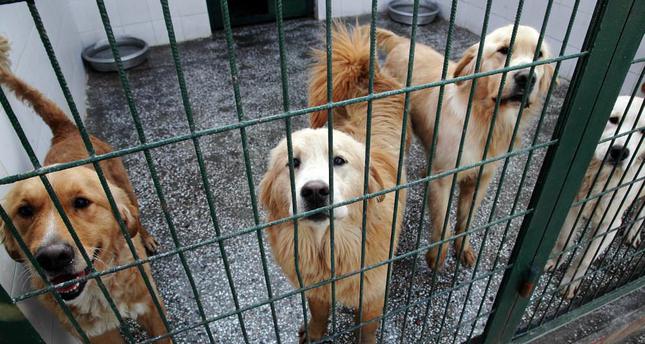 golden retriever animal shelter us a new home for istanbul s stray golden retrievers daily sabah golden retriever animal shelter us a new home for istanbul s stray golden retrievers daily sabah