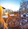 Selfie master cat defines herself as ‘Lord of the dogs’