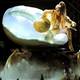 Turkish egg for Lady Gaga