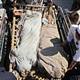 Suicide bomber kills at least 34 at Pakistan funeral