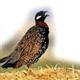 Francolin birds to be placed under protection