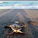 Baby Caretta carettas make their way to blue waters