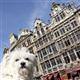 48 hours in Brussels
