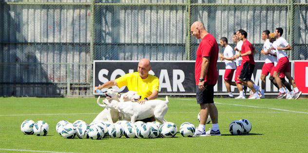 Aslan yaralı da olsa aslandır