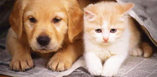 ‘Sahipsiz’ dostlar ilginizi bekliyor