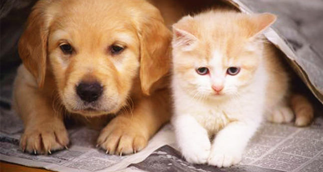 ‘Sahipsiz’ dostlar ilginizi bekliyor