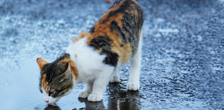 Su her canlı için yaşamdır