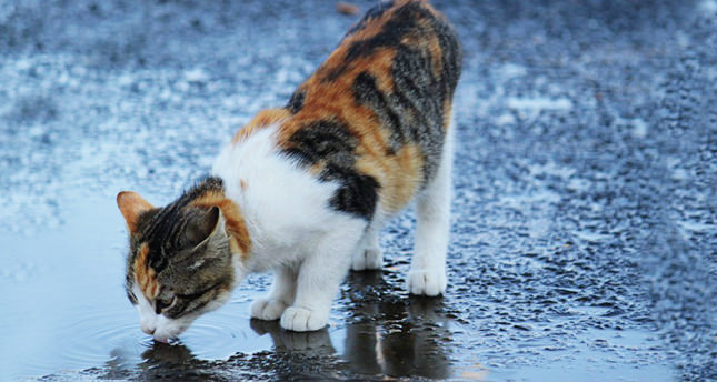 Su her canlı için yaşamdır