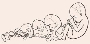 Bebek fabrikaları milyonlarca dolarlık bir sektör oldu