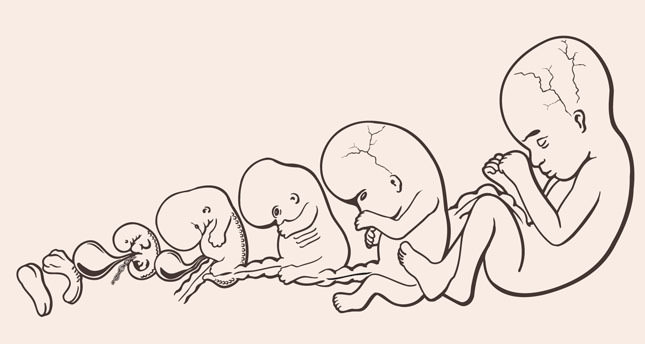 Bebek fabrikaları milyonlarca dolarlık bir sektör oldu