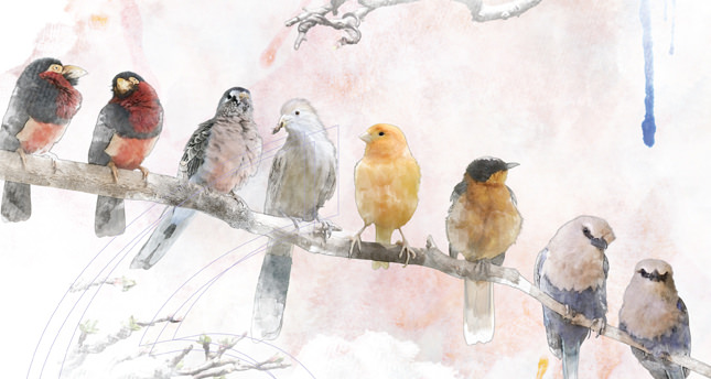 Çalıkuşu ve Yaban: Aydın diktatörlüğü