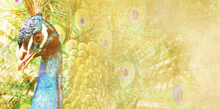 Kadın haklarına adanmış bir ömür: Nezihe Muhiddin