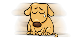 KindAds ile sokak hayvanlarına yardım edin