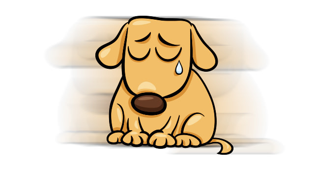 KindAds ile sokak hayvanlarına yardım edin