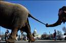 Washington'� filler bast�