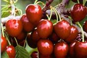 Vi�nenin Faydalar�