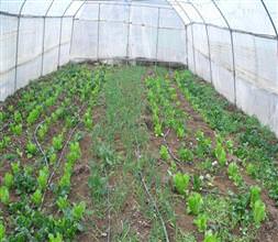 <a href="/index/sera" target="_blank" class="tkktLnk" rel="tag">Sera</a>lar büyük zarar gördü!