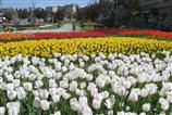 �stanbul'da 'lale devri' ba�lad�