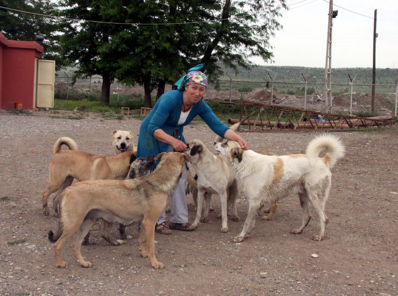 23 köpek evinden etti