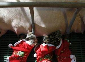 Yeni y�l� kutlad�lar...