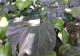 Samsung Galaxy S4 - Foto�raf kalitesi testi