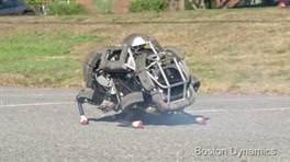 Bu da robot vahşi kedi!