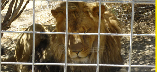 Hayvan parkında aslan saldırısı