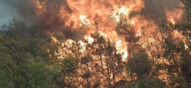 Giresun’da korkuttan orman yangını