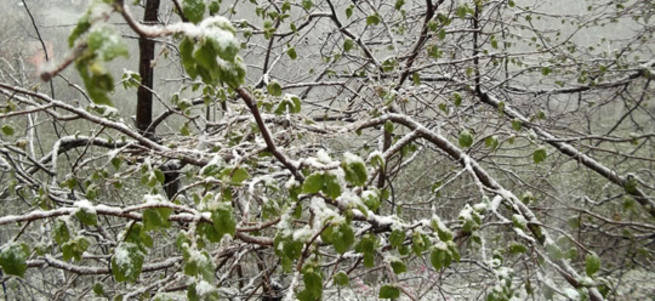 Fındık ağaçlarına kar yağdı